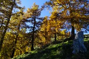 50 Larici secolari colorati d'autunno